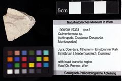 Foto (Objket + Etiketten) von Culmenformosa sp. 